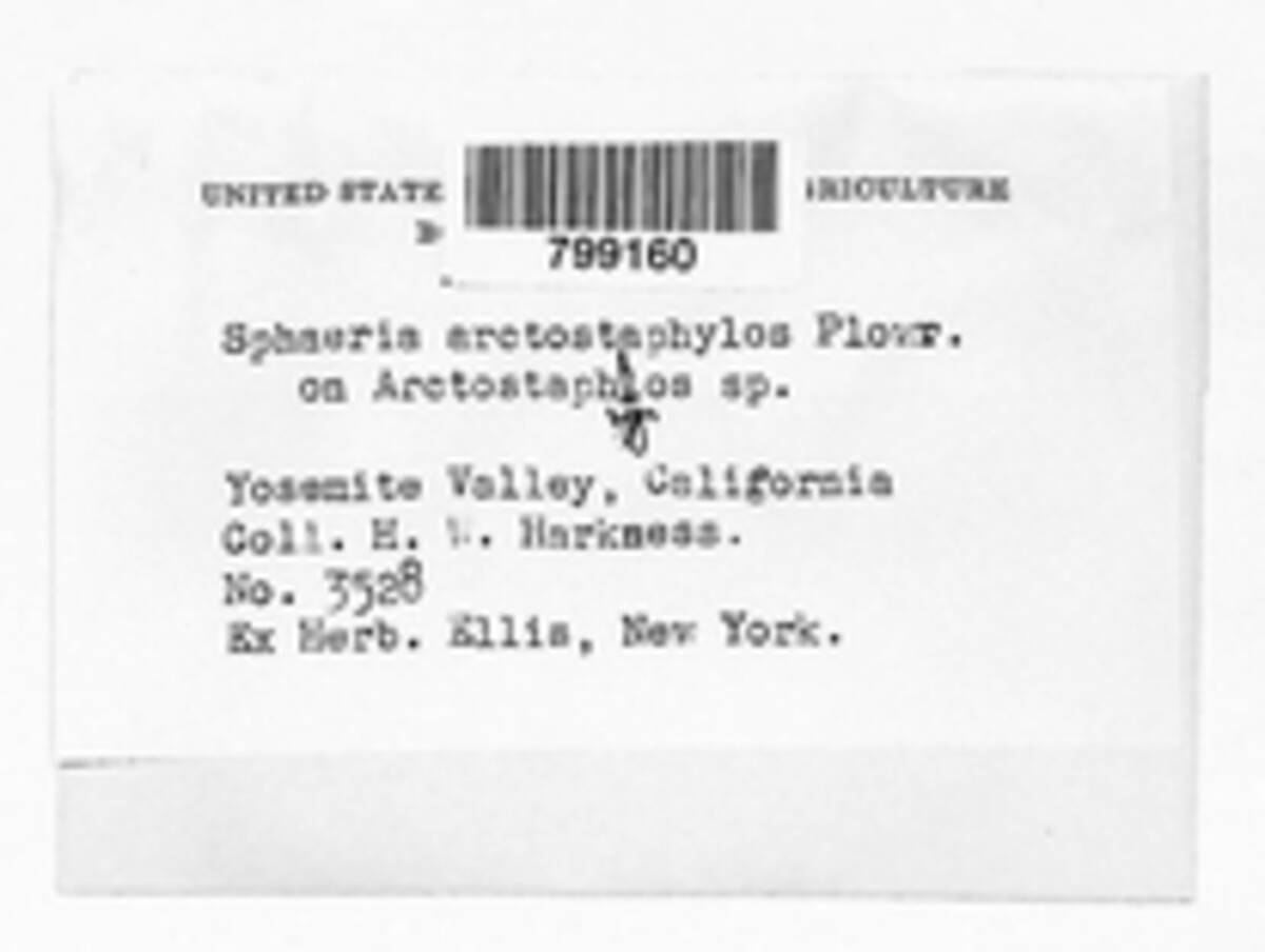 Bagnisiella arctostaphyli image